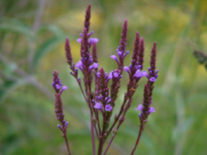 Verbena hastataIJzerhard bestellen